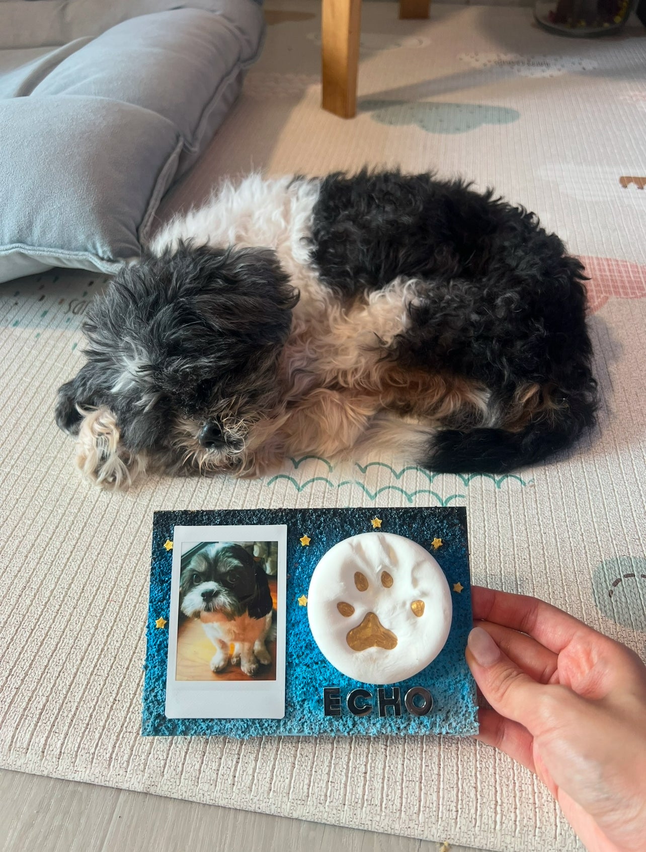Paw Print Home Service - We Come To You! 🐾✨