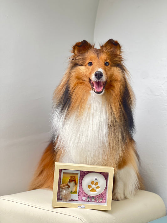Paw Print DIY Kit (Shadow Box)